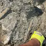 Le ossa ritrovate nel cantiere in corso nel complesso scolastico Spaccini-Sauro (foto Silvano)