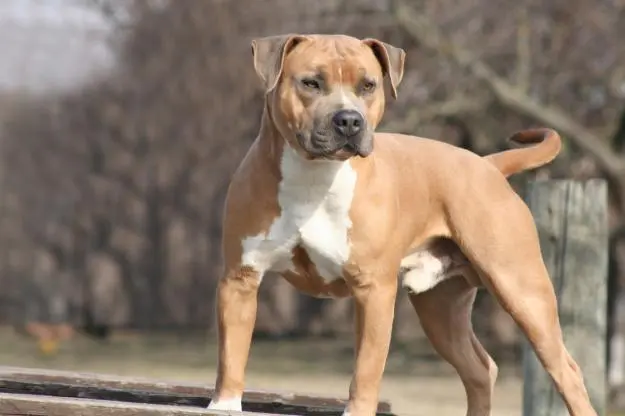 Un cane di razza Amstaff in una foto di repertorio