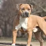 Un cane di razza Amstaff in una foto di repertorio