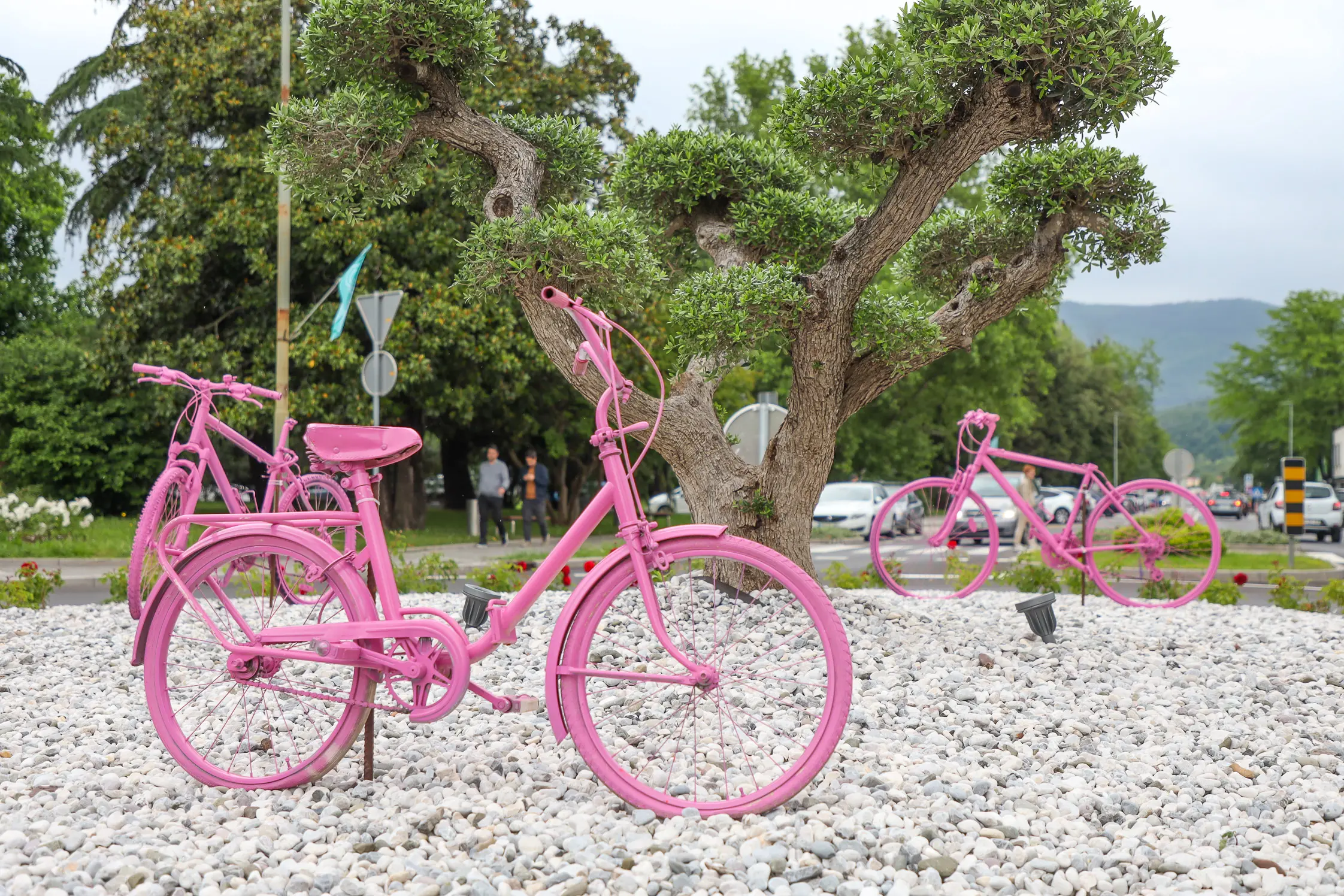 Gorizia e il Collio vestiti con il colore del Giro d’Italia. Un’aiuola “arredata” con le bici rosa. Foto Tibaldi e Confcommercio