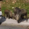 L’allerta nei giardini: incursioni dei cinghiali anche sui binari del tram e il bosco di via Amendola (foto Lasorte)