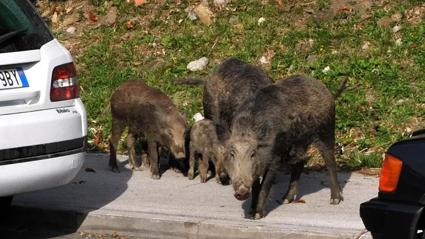 L’allerta nei giardini: incursioni dei cinghiali anche sui binari del tram e il bosco di via Amendola (foto Lasorte)