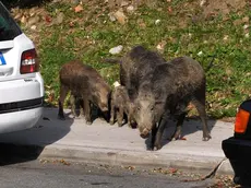 L’allerta nei giardini: incursioni dei cinghiali anche sui binari del tram e il bosco di via Amendola (foto Lasorte)