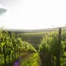 Una distesa di vigneti: la domanda di malvasia e terrano rimane alta in Istria