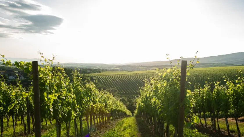 Una distesa di vigneti: la domanda di malvasia e terrano rimane alta in Istria