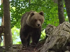 Un esemplare di orso in Slovenia