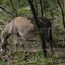 Un asino al pascolo sul Carso monfalconese