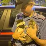 I gattini salvati dai carabinieri