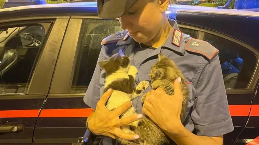 I gattini salvati dai carabinieri