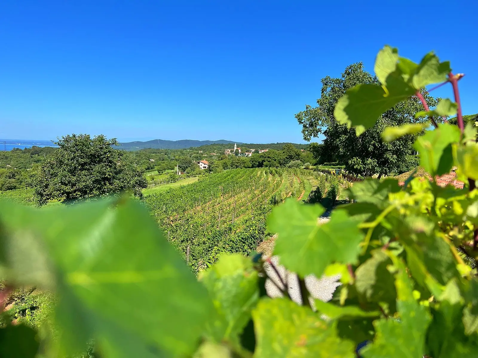 Le bellezze del Carso