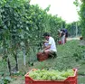 La vendemmia nell'area del Collio in una foto d'archivio