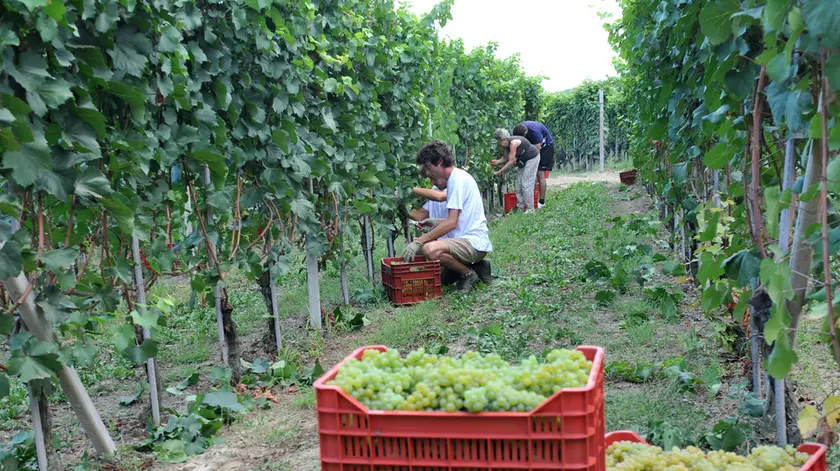 La vendemmia nell'area del Collio in una foto d'archivio