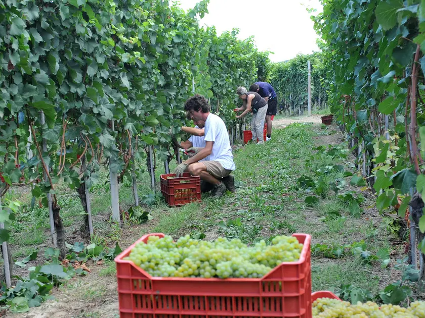 La vendemmia nell'area del Collio in una foto d'archivio