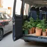 Le piante sequestrate dai Carabinieri