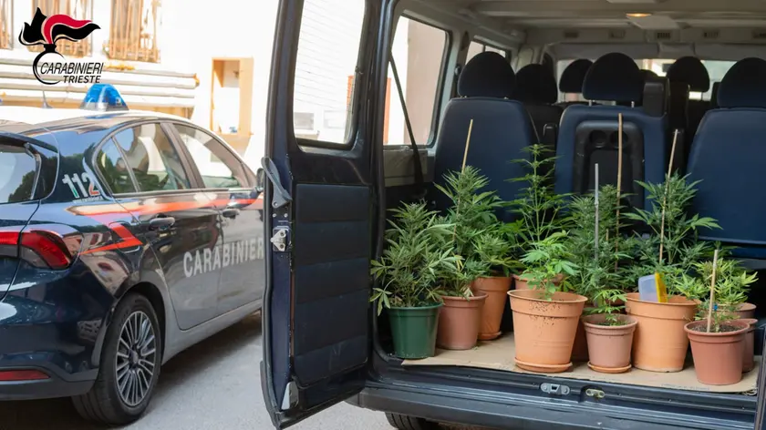 Le piante sequestrate dai Carabinieri