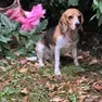 La cagnolina Bella