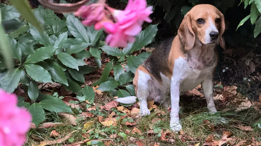 La cagnolina Bella