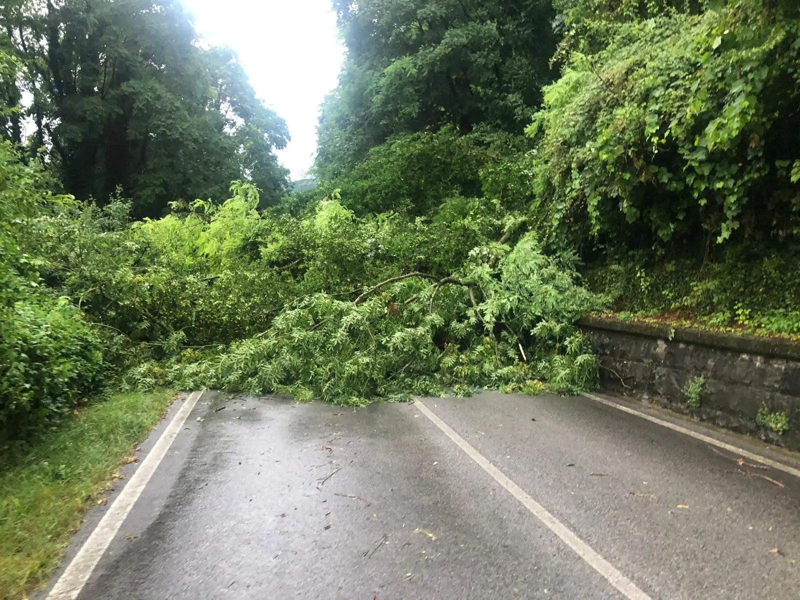 Alberi spezzati a Tarcento
