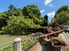 Uno degli alberi caduti in Friuli