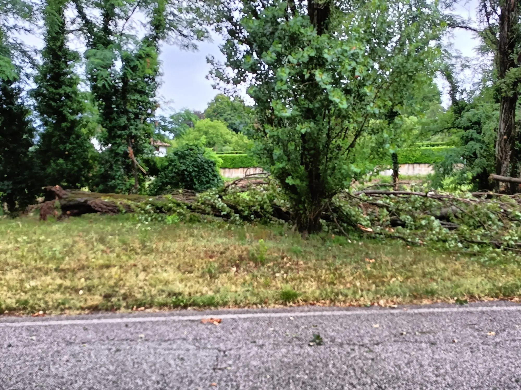 L'albero caduto a Pgnacco