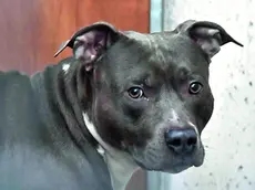 Un pitbull ha sventato il delitto (foto d'archivio)