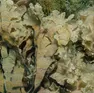 L’Alga Stypopodium Schimperii