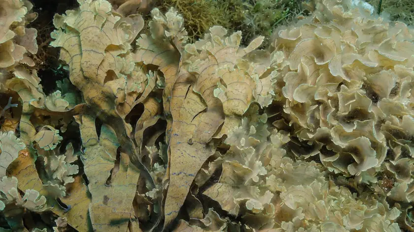 L’Alga Stypopodium Schimperii