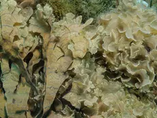 L’Alga Stypopodium Schimperii