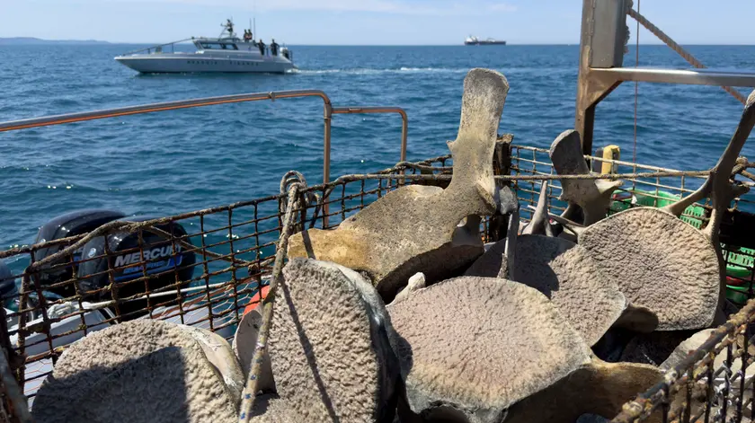 I resti della balenottera recuperati (foto Area Marina Protetta di Miramare)
