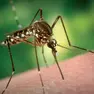 Un esemplare di zanzara comune, che pungendo può trasmettere il virus