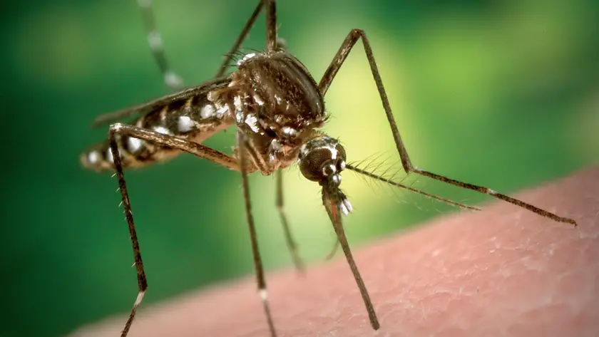 Un esemplare di zanzara comune, che pungendo può trasmettere il virus