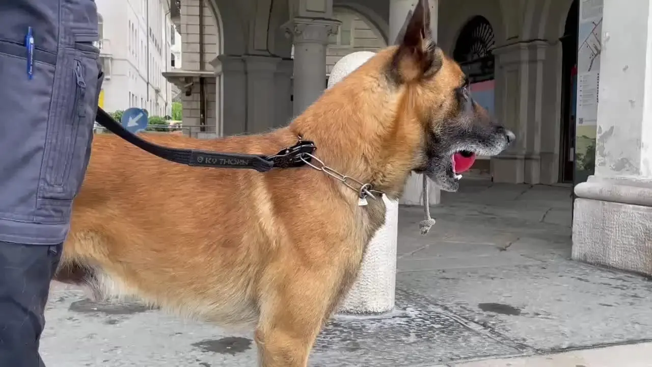 Il cane Conan