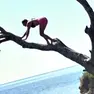 Un’immagine ormai ricorrente sui pini dello scoglio in località Brella
