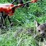 Il drone e un tenero cucciolo di capriolo
