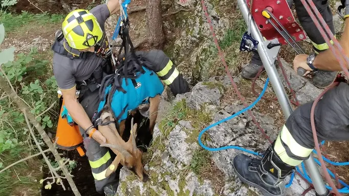 Il salvataggio della capra
