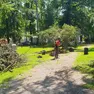 Gli alberi caduti per il recente maltempo e la loro messa in sicurezza
