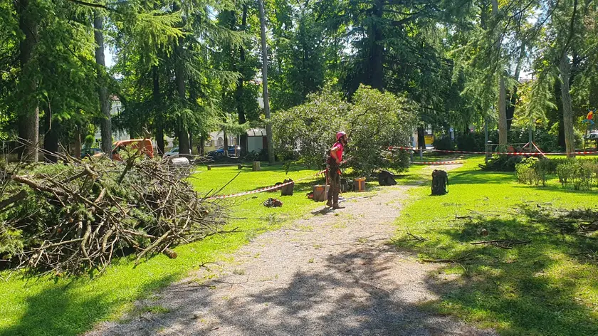 Gli alberi caduti per il recente maltempo e la loro messa in sicurezza