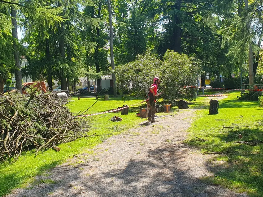 Gli alberi caduti per il recente maltempo e la loro messa in sicurezza