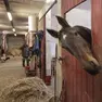 Le stalle per i cavalli nell’Ippodromo di Montebello