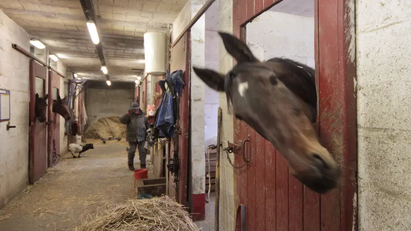 Le stalle per i cavalli nell’Ippodromo di Montebello