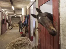 Le stalle per i cavalli nell’Ippodromo di Montebello