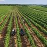 Maestranze al lavoro nei vigneti di Agrolaguna in Istria