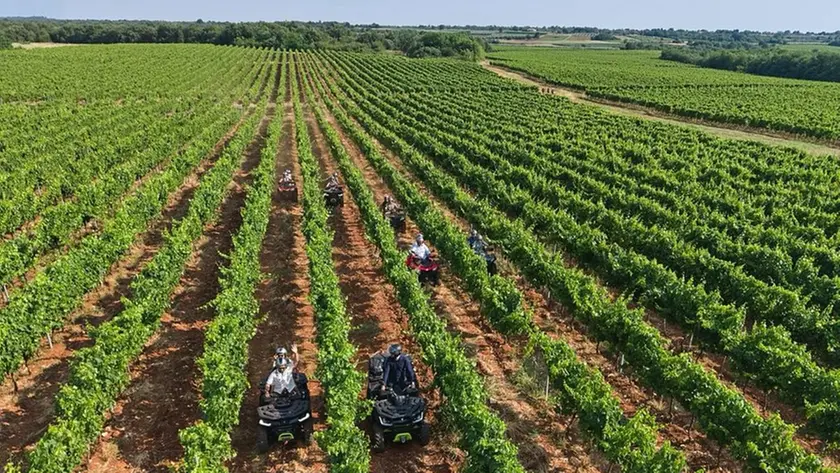 Maestranze al lavoro nei vigneti di Agrolaguna in Istria