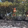 Vigili del fuoco al lavoro per spegnere le ultime fiamme tra Duino e Medeazza (Lasorte)