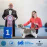 Meghan, il cane più bello al mondo