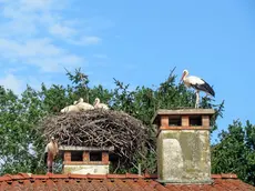 Alcune delle cicogne nate in Friuli
