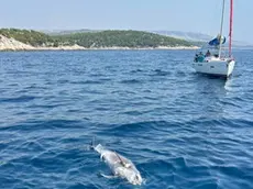 L’area del rinvenimento fra le isole di Solta e di Brazza