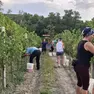 La vendemmia anticipata a San Floriano (TIbaldi)
