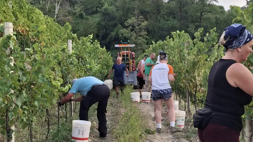 La vendemmia anticipata a San Floriano (TIbaldi)
