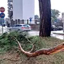 Alberi spezzati in via Tullio a Udine